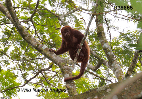 Brown Howler (Alouatta guariba)